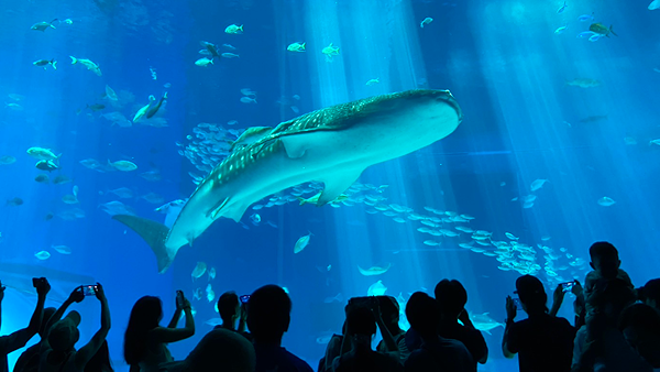 美ら海水族館に到着!ジンベエザメや熱帯魚の観察、バックヤード見学